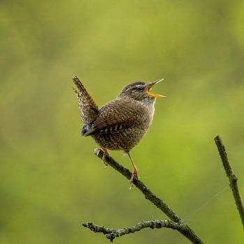 Angry wren