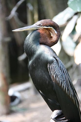 Aalscholver