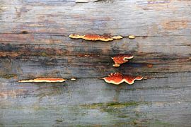 Champignon d'arbre pittoresque sur Thomas Jäger