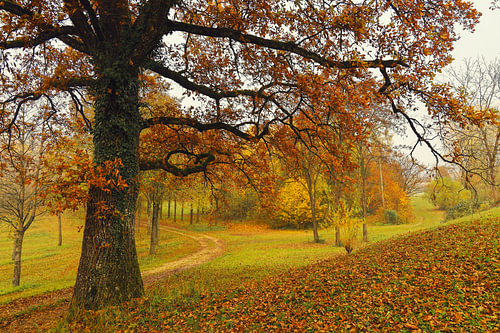 Herfstlandschap met oude eik bij Homberg-Eigeltingen in Hegau