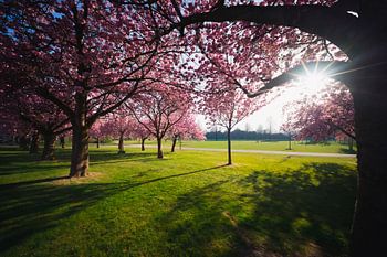 Spring light under blossom trees