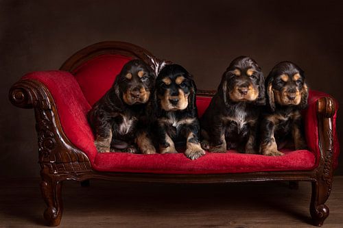 Vier engelse cockerspaniel pups op een rode sofa, stilleven