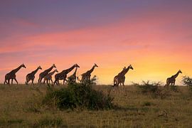 Giraffe (Giraffa camelopardalis), Murchison Falls National Park, Uganda by Alexander Ludwig