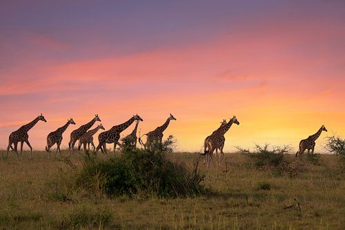 Giraffe (Giraffa camelopardalis), Murchison Falls Nationaal Park, Uganda