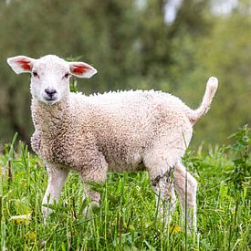 Lamm im Naturschutzgebiet von Angelique Niehorster