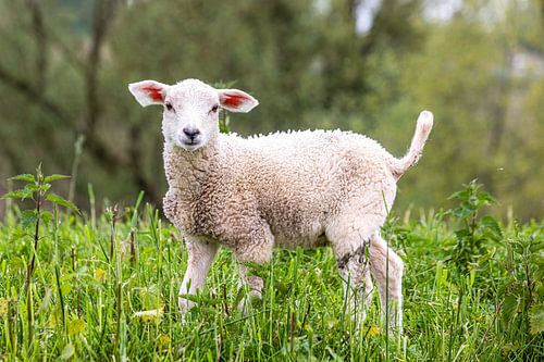 lammetje in natuurgebied