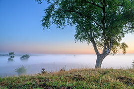 Sunrise over a heather landscape by Sjoerd van der Wal Photography
