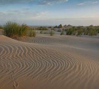 Junge Dünen in der Morgendämmerung auf Ameland
