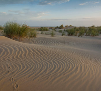 Jonge duinen in de ochtendgloren op Ameland