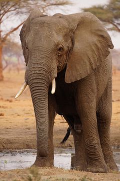 Wilde olifant by Erna Haarsma-Hoogterp