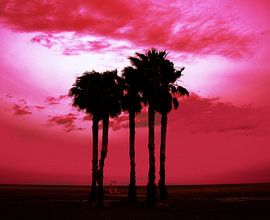 Palmbomen en voetbal