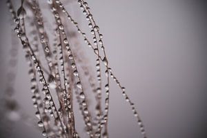 pearly paardenhaar van Tania Perneel