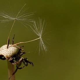 Two pappus of dandelion by Rafael Delaedt