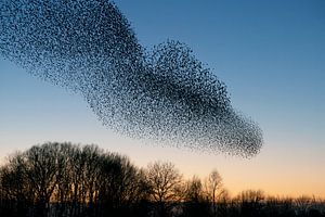Schwarm von Staren (Sturnus vulgaris)