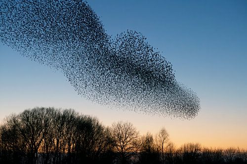 Zwerm spreeuwen (Sturnus vulgaris)