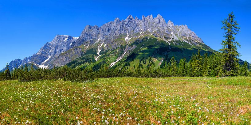A meadow of flowers against the backdrop of the Hochkönig by Christa Kramer