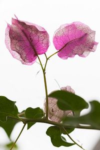 Feuilles roses botaniques sur le retour magique