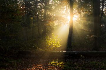 Zonnestralen in de Oude Warande van Zwoele Plaatjes