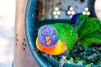 Neugieriger kleiner Vogel