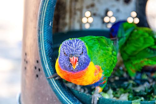 Nieuwsgierig vogeltje