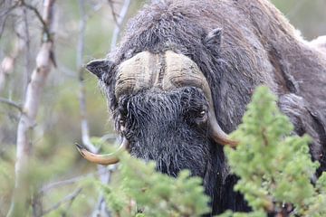 Muskusos Dovrefjell, Noorwegen van Frank Fichtmüller