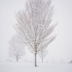 Winterliche Schönheit von Iris Zoutendijk