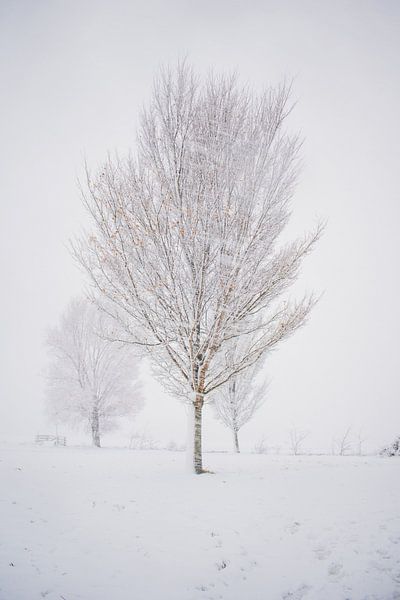 Winterliche Schönheit von Iris Zoutendijk