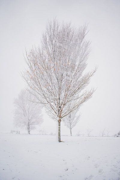 Winter beauty by Iris Zoutendijk