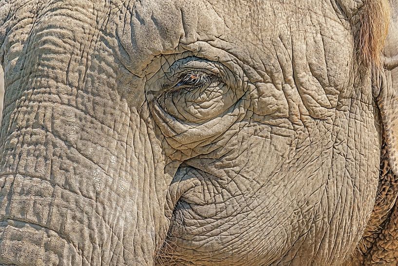Elephant close-up by Marcel Kieffer
