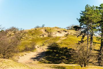 Duinen aan de kust van Brian Morgan