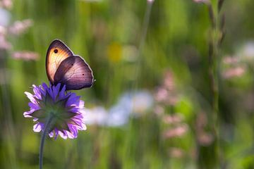 Beautiful flowers  by René Pronk