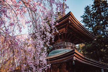 Pagode met kersenbloesem in Japan van Expeditie Aardbol