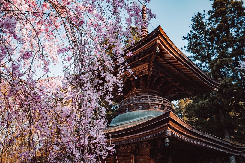 Pagode mit Kirschblüte in Japan von Expeditie Aardbol