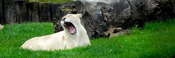Yawning Lioness by Twan van G.