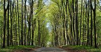 Pflasterstraße bei Klein Stresow auf Rügen von GH Foto & Artdesign Miniaturansicht