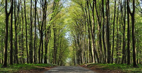 Rue pavée près de Klein Stresow sur l'île de Rügen