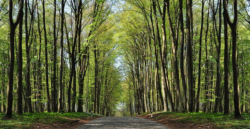Pflasterstraße bei Klein Stresow auf Rügen von GH Foto & Artdesign