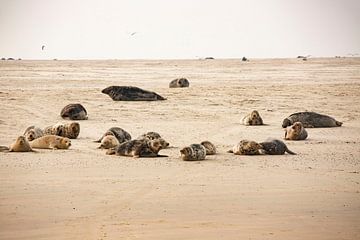 Seals on the beach by Karin Bakker