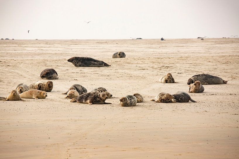 Robben am Strand von Karin Bakker