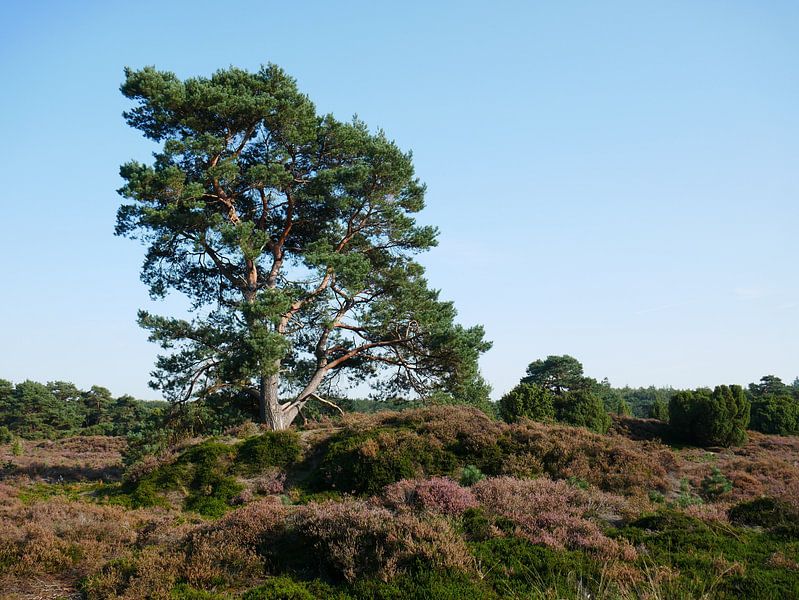 Vliegden op de heide van Wim vd Neut
