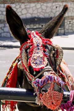Donkey in Mijas by Dick de Gelder