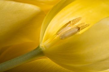 The yellow tulip is missing a petal by Marjolijn van den Berg