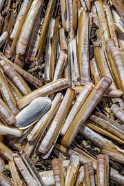 Shells on the beach of Vlieland by Sander Groenendijk