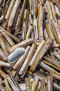 Muscheln am Strand von Vlieland