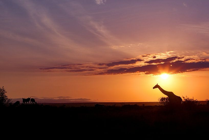 Giraffe in zonsondergang van Peter Michel