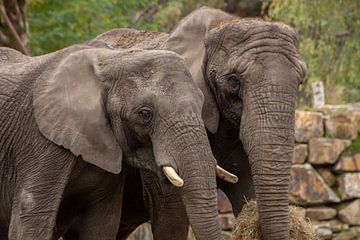 Elephant Safari Park Beekse Bergen by David van der Kloos