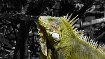 Bonairean iguana in oil paint by Loraine van der Sande