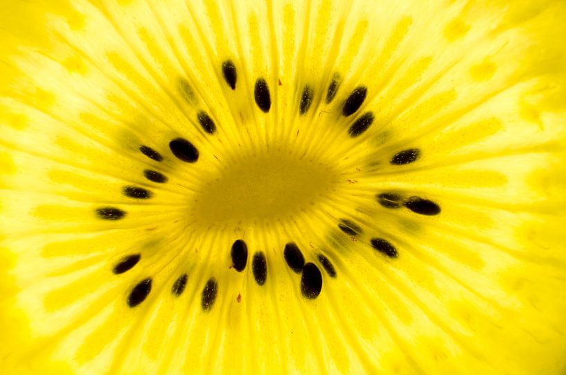 Golden kiwi slice by Christopher Lewis
