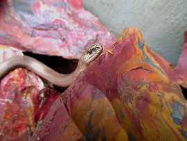 Blindschleiche auf rotem Jaspis von Helmut Martin - The Art of Stone - Steinkunst & Photographie