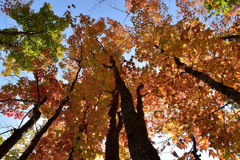 A maple forest in autumn by Claude Laprise